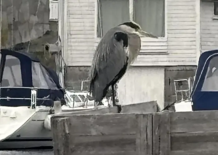 Ocean View Appartement